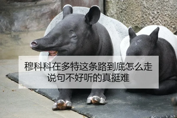 mu-ke-ke-zai-duo-te-zhe-tiao-lu-dao-di-zen-me-zou-shuo-ju-bu-hao-ting-de-zhen-ting-nan-1-344.jpg
